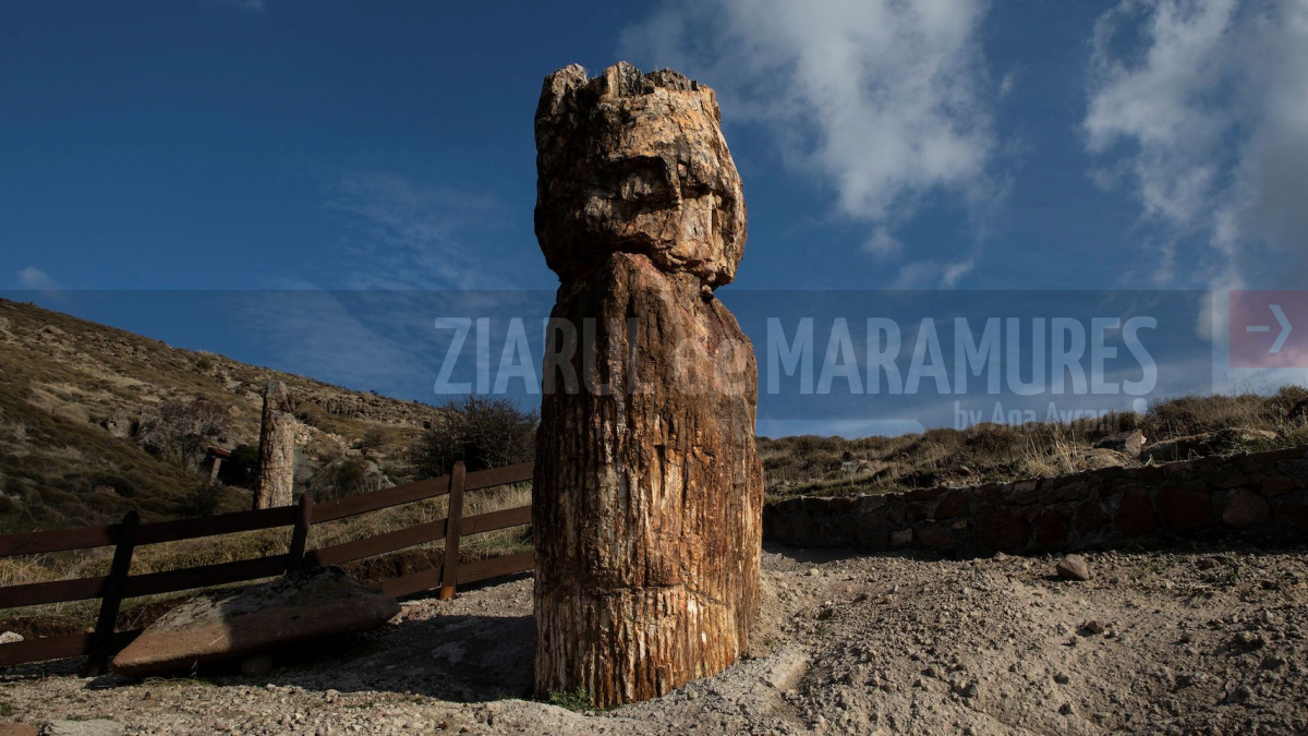 Grecia: Un arbore pietrificat, cu o vechime de 20 de milioane de ani, descoperit pe insula Lesbos