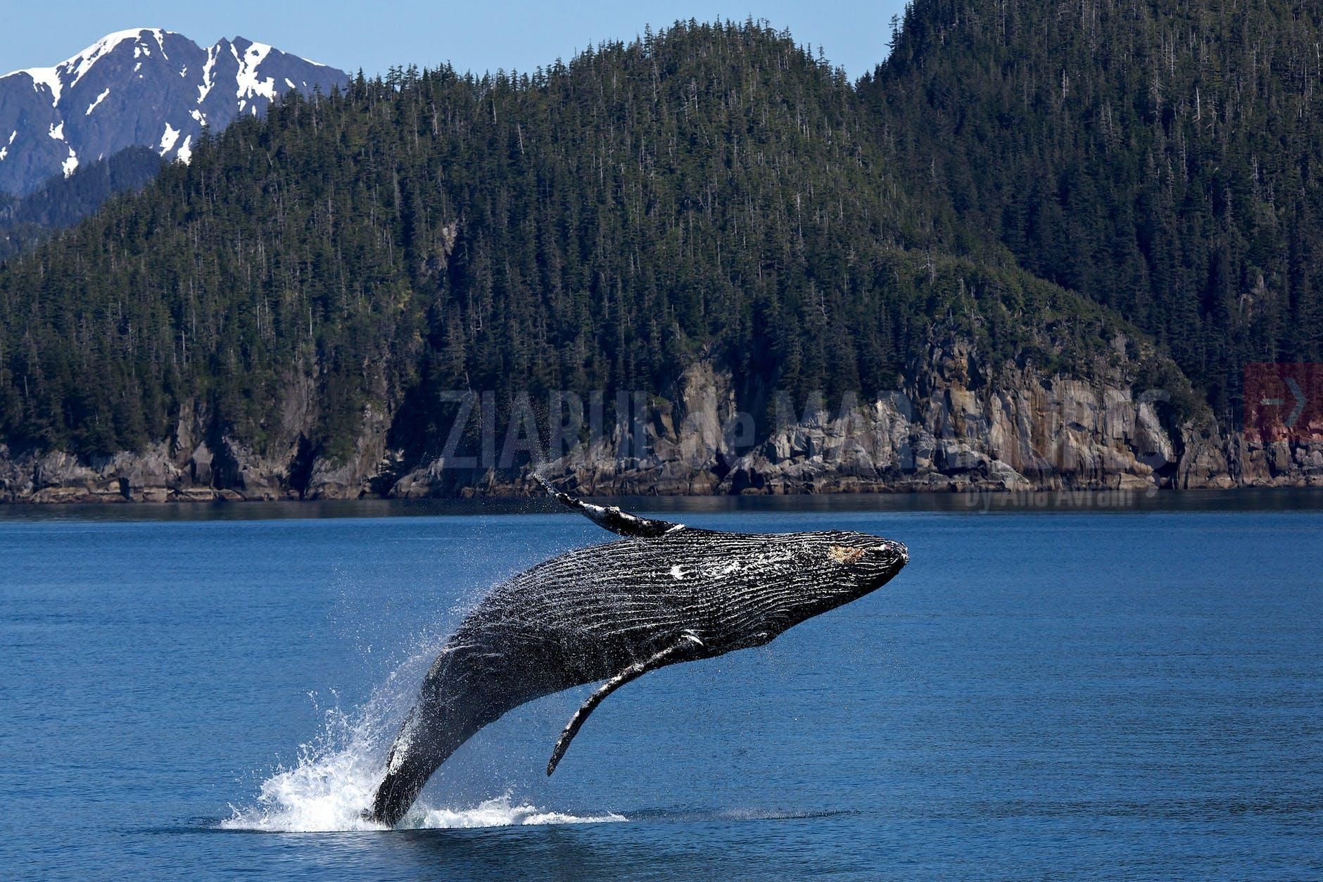 Zeci de balene-pilot, eșuate în Noua Zeelandă