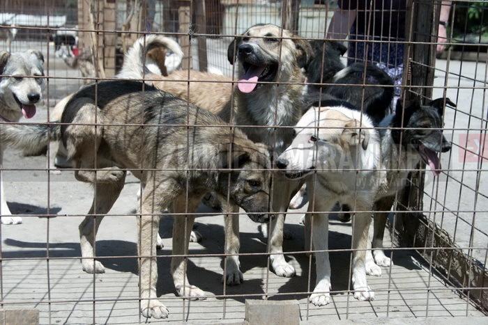 Baia Mare: 16 câini ai străzii, capturați de polițiștii locali