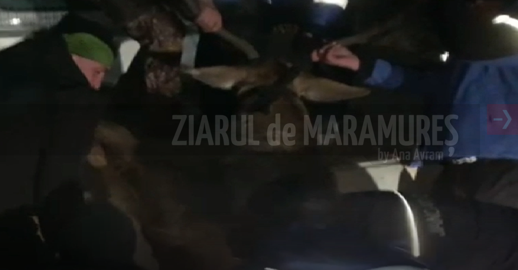 VIDEO-O altfel de operațiune. După mai bine de 5 ore, un cerb rănit a fost salvat de jandarmii buzoineni