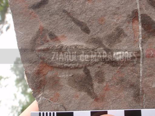 O fosilă veche de 635 de milioane de ani, descoperită într-o peşteră din sudul Chinei