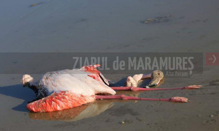 Grecia: Păsări flamingo roz, găsite moarte după ce au înghițit alice de plumb utilizate de vânători