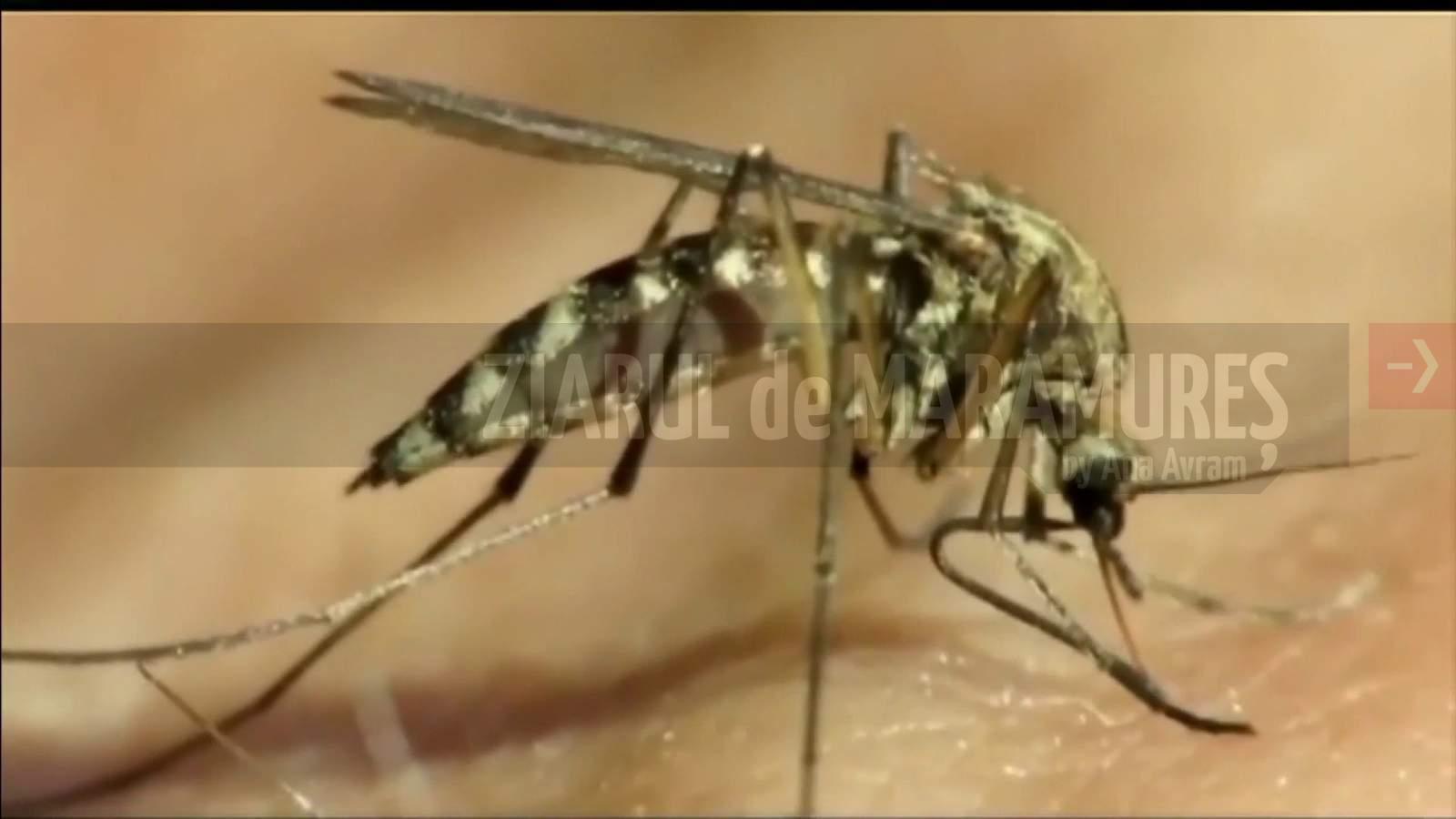 O nouă specie agresivă de țânțar, descoperită în sudul statului Florida, SUA