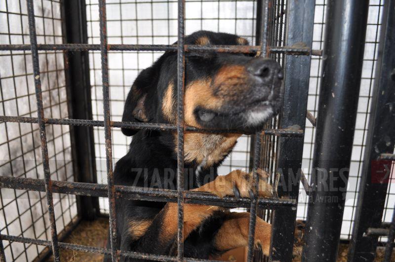 Câini fără viață găsiți pe domeniul public de polițiștii locali. Alți doi patrupezi au fost capturați și depuși la Adăpostul de câini din Baia Mare
