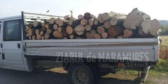 Polițiștii au confiscat peste 20 de mc de material lemnos, care a ajuns în custodia Ocolului Silvic Târgu-Lăpuș