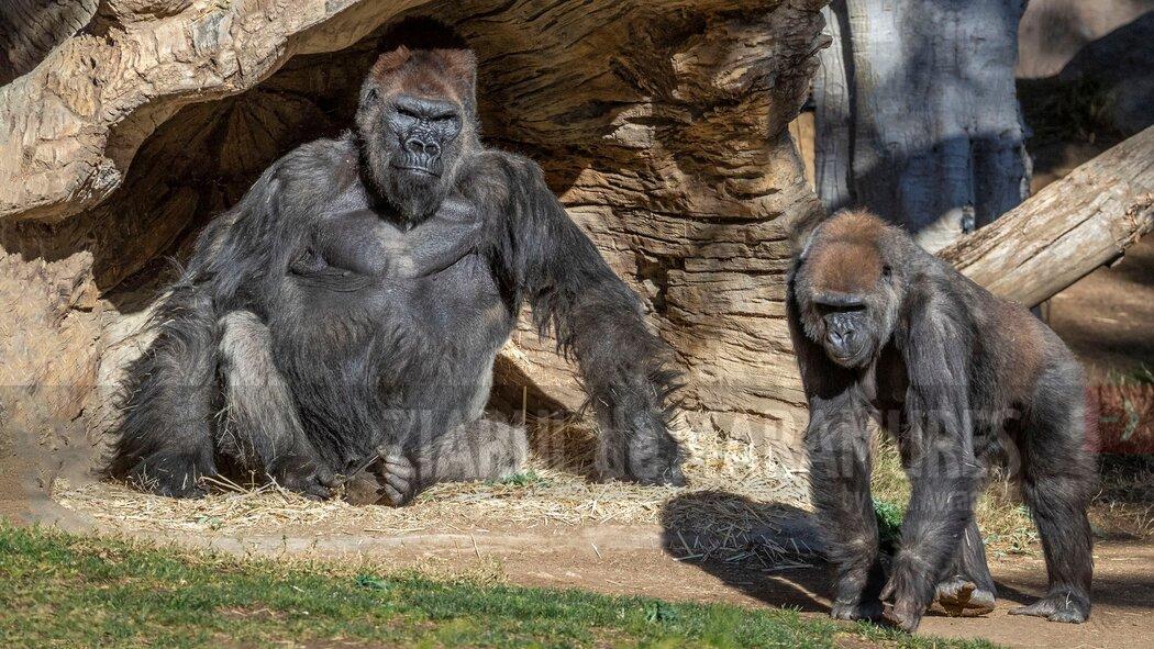 SUA: Maimuțe de la grădina zoologică din San Diego, vaccinate împotriva noului coronavirus