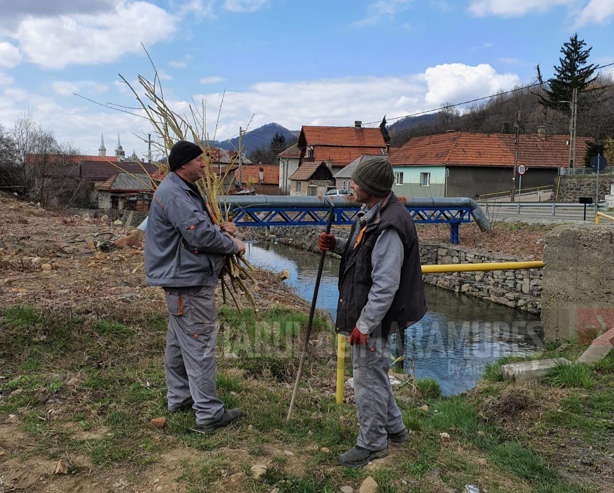 Baia Sprie: 500 de puieți, plantați pentru consolidarea malului râului Săsar. Administrația locală derulează acțiuni pentru conservarea mediului înconjurător