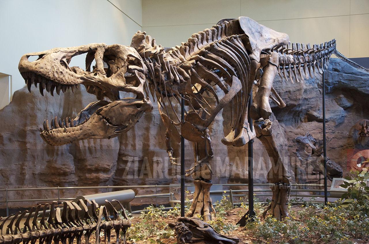Un studiu arată că Tyrannosaurus Rex se deplasa mai încet decât oamenii