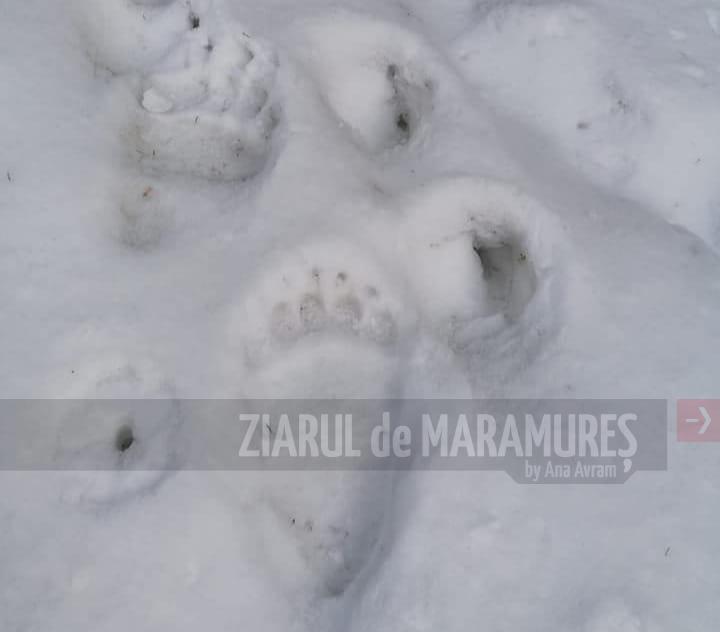 Salvamont Maramureș anunță apariția urșilor pe traseul turistic Mănăstirea Pietroasa-Stația Iezer