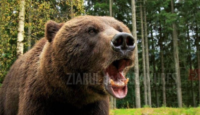Jandarmeria Maramureș: Recomandări pentru a evita atacurile urşilor