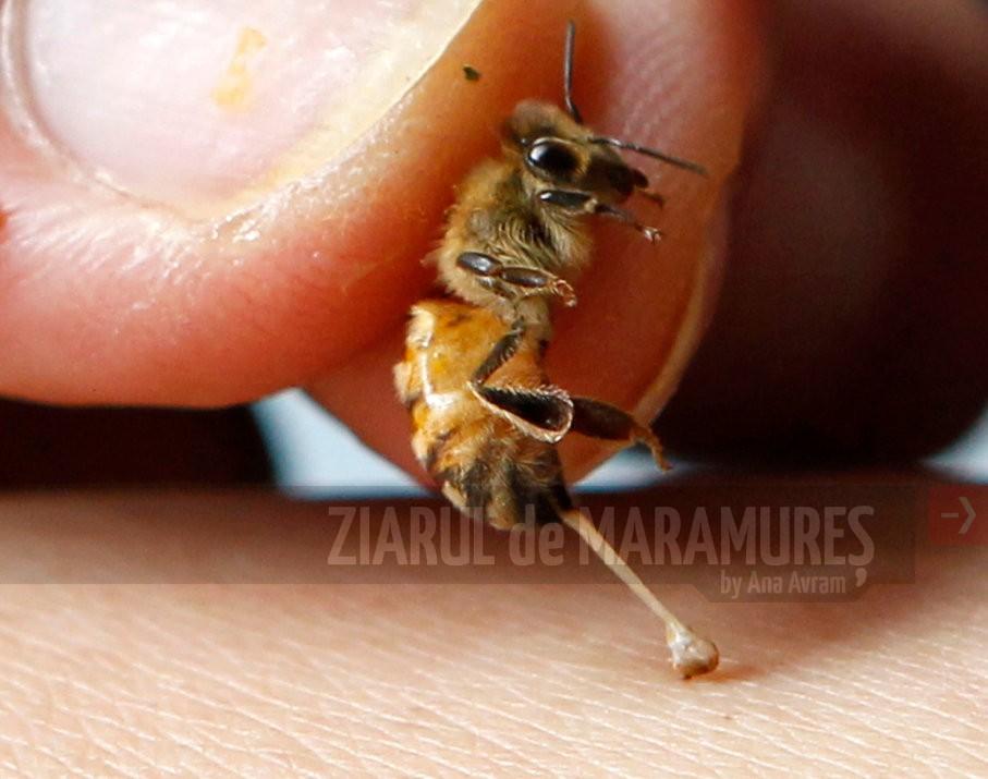 Cercetătorii olandezi au ”instruit” albine să identifice probe infectate cu COVID-19