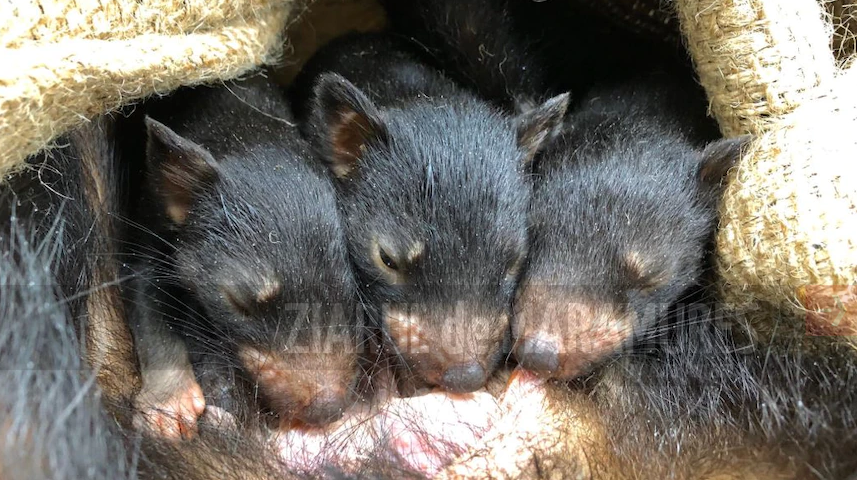 Primii diavoli tasmanieni născuți în sălbăticie în Australia continentală, la 3000 de ani de la dispariție