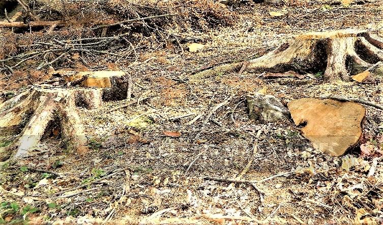 Localnic din Repedea cercetat penal pentru că a tăiat ilegal 14 arbori
