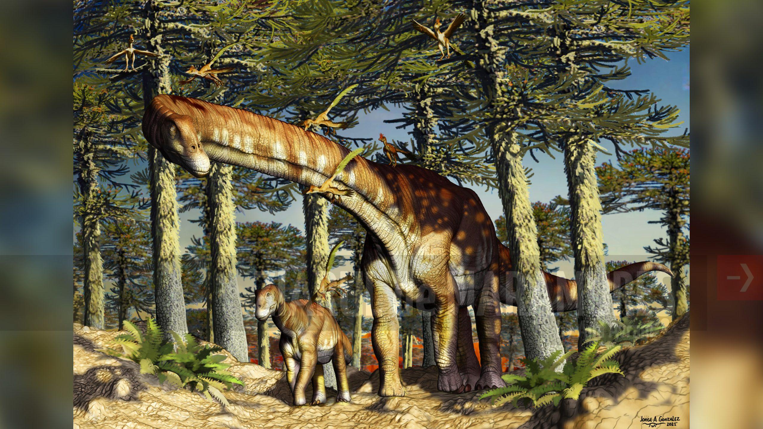 Cel mai mare dinozaur descoperit în Australia aparține unei noi specii
