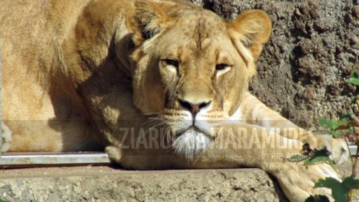 O leoaică a murit într-un parc zoologic din India după ce a contractat maladia COVID-19