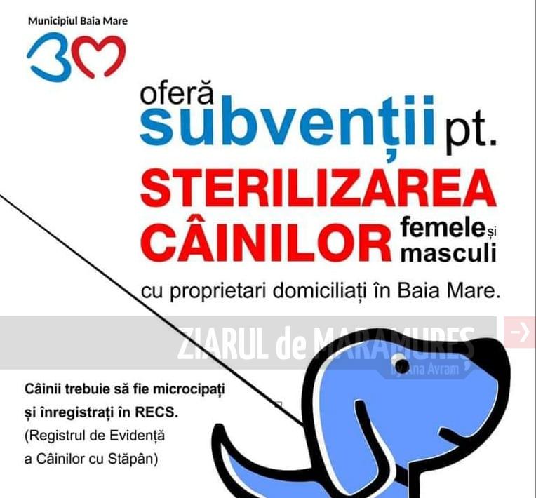 Baia Mare-Autoritatea Publică Locală acordă o subvenție pentru sterilizarea câinilor de rasă comună cu stăpâni