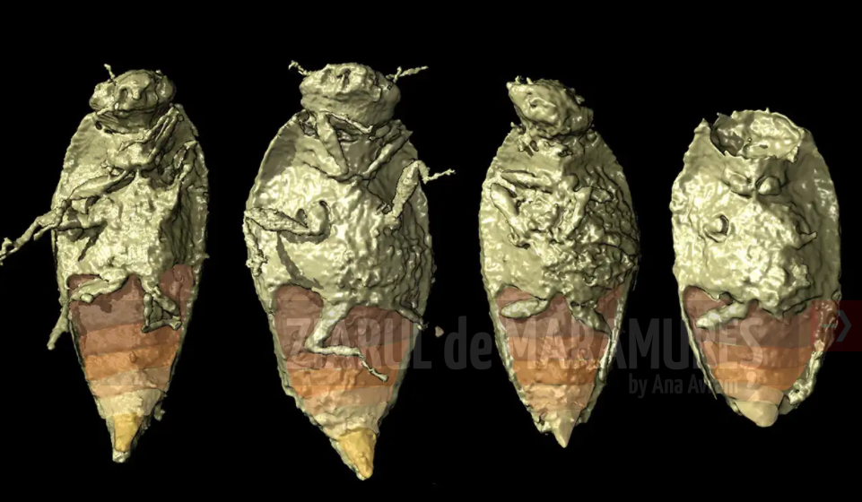 Fosile de gândaci care au trăit în urmă cu 230 de milioane de ani, descoperite în coproliți de dinozaur