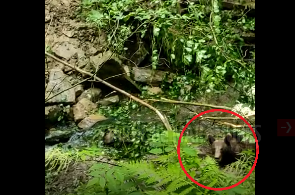 (VIDEO)Urs rămas captiv într-un cablu metalic, salvat de autoritățile maramureșene