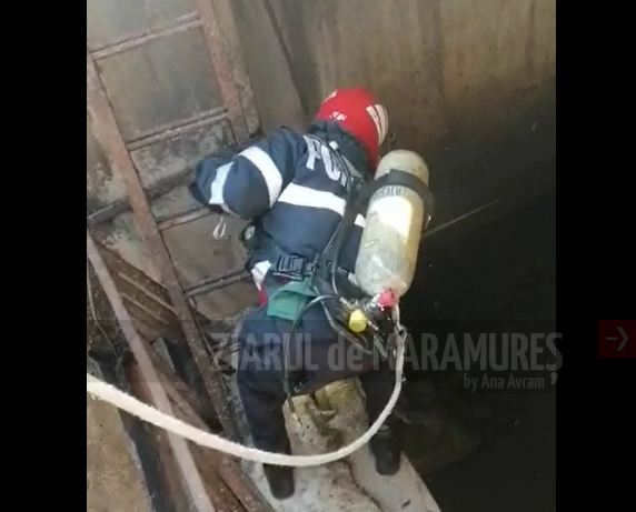 (VIDEO)Cățel salvat dintr-un bazin de beton, de pompierii băimăreni