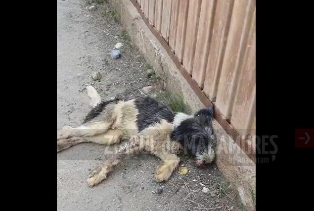 (VIDEO)Baia Mare: Un câine maidanez care agoniza în stradă a fost dus la veterinar de polițiștii locali. Patrupedul a fost lovit de o mașină pe strada Oborului. Șoferul insensibil s-a făcut nevăzut