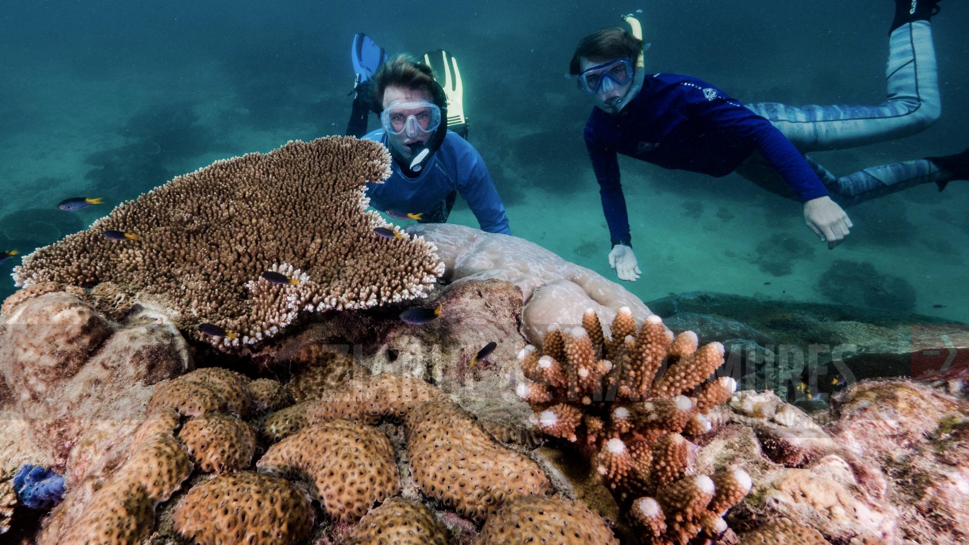 Coral, neobișnuit de mare, cu vârsta de 400 de ani, descoperit în Marea Barieră de Corali