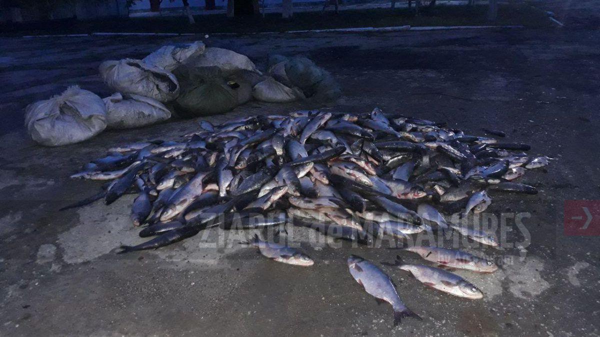 Maramureș: Braconieri prinși cu peștele ”în sac”. Marfa a fost confiscată de polițiști