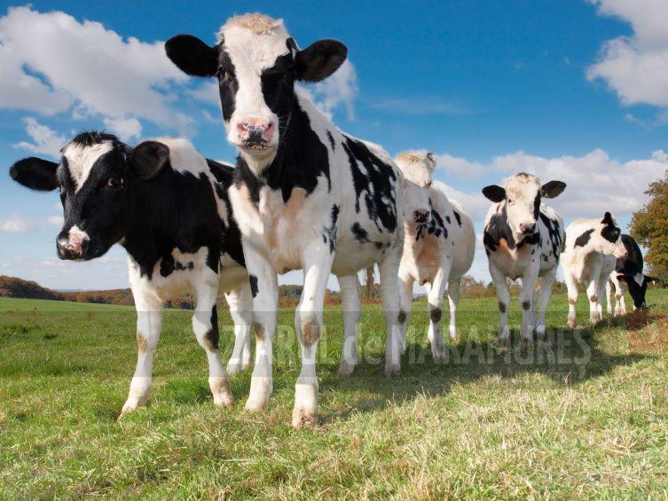 APIA: Marți, ultima zi pentru depunerea cererilor pentru susținerea crescătorilor de bovine