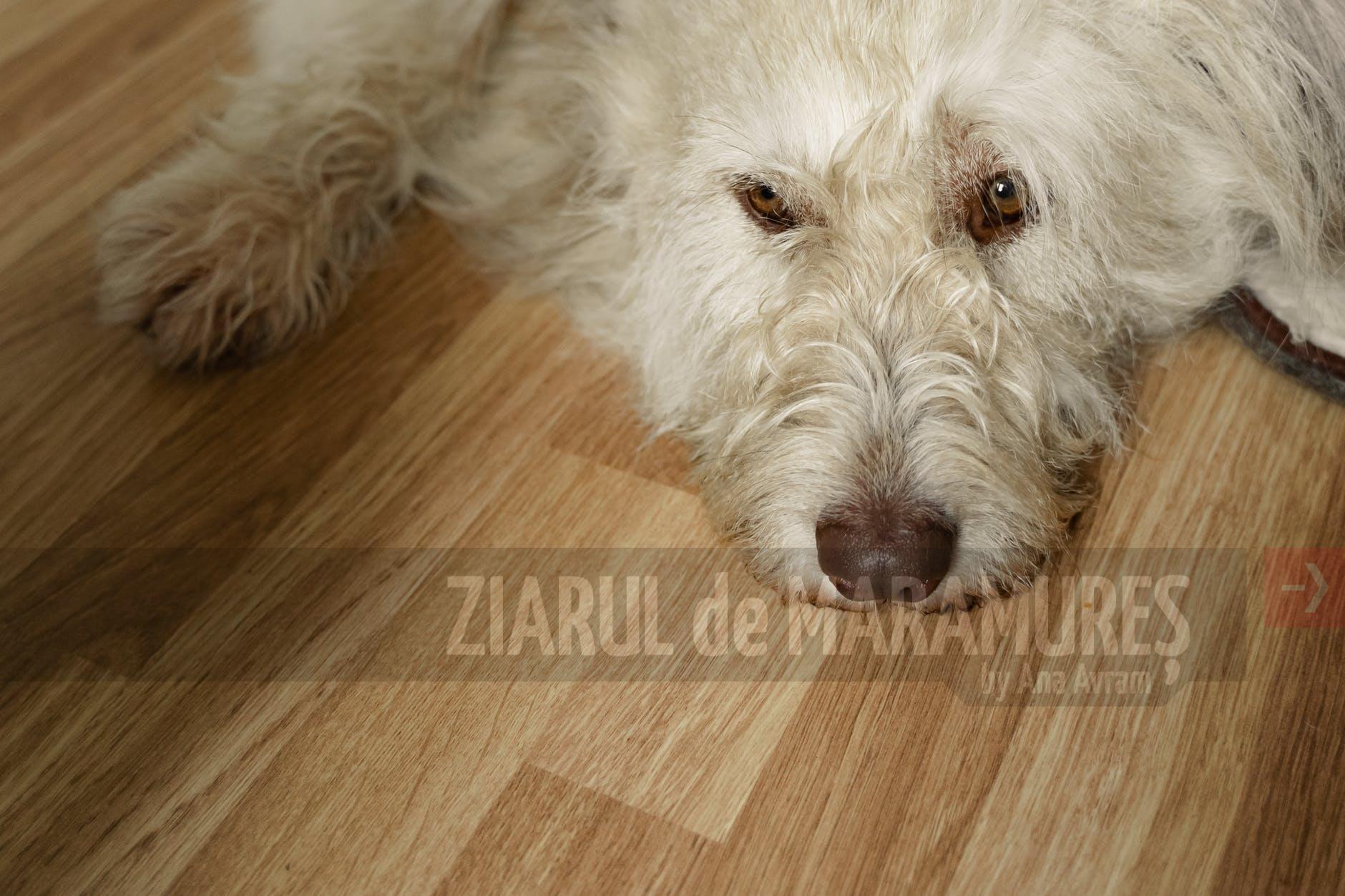 Baia Mare: Subvenții pentru sterilizarea câinilor de rasă comună cu stăpâni