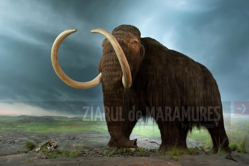 Oamenii au grăbit extincția mamutului lânos (studiu)