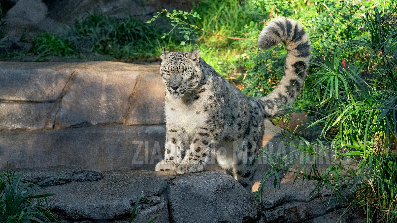 SUA: Trei leoparzi ai zăpezilor au murit la o grădină zoologică din Nebraska în urma infectării cu COVID-19