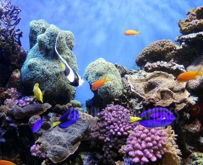 Coralii din vestul Oceanului Indian riscă să dispară, spun cercetătorii