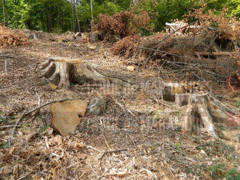 Patru percheziții la sediile și domiciliile unor localnici din Moisei cercetați pentru tăiere ilegală de arbori