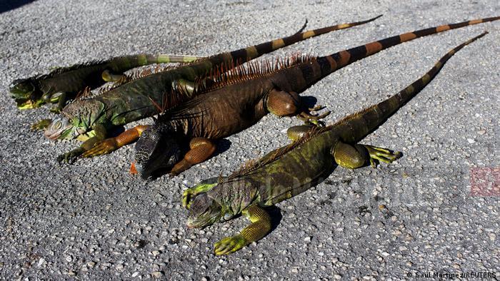 SUA: În Florida este atât de frig încât iguanele cad din copaci