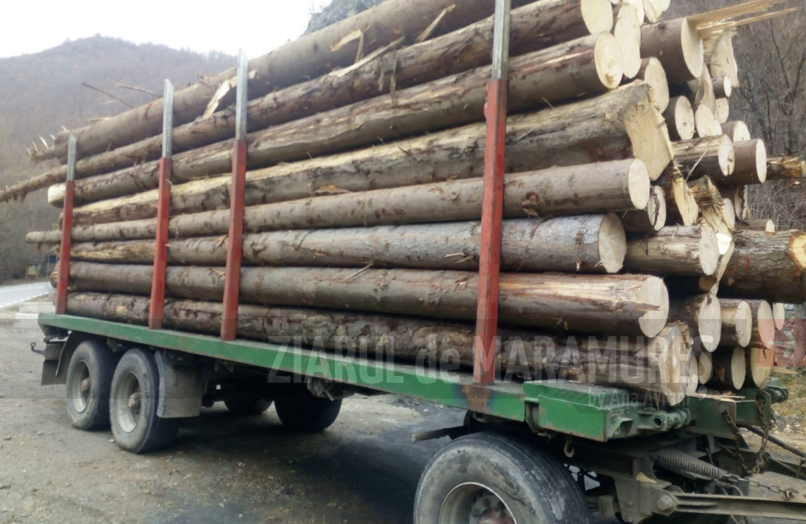 Controale la depozitele de material lemnoas din Borșa, Vișeu de Sus și Târgu Lăpuș