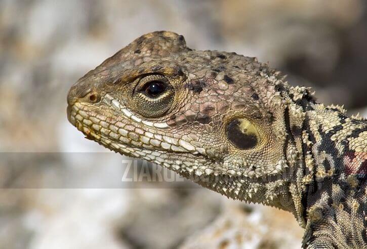 O nouă specie endemică de reptilă, descoperită în Cipru