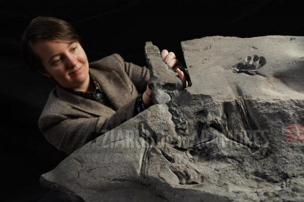 Fosila unei reptile zburătoare descoperită în Scoția îi uimește pe oamenii de știință