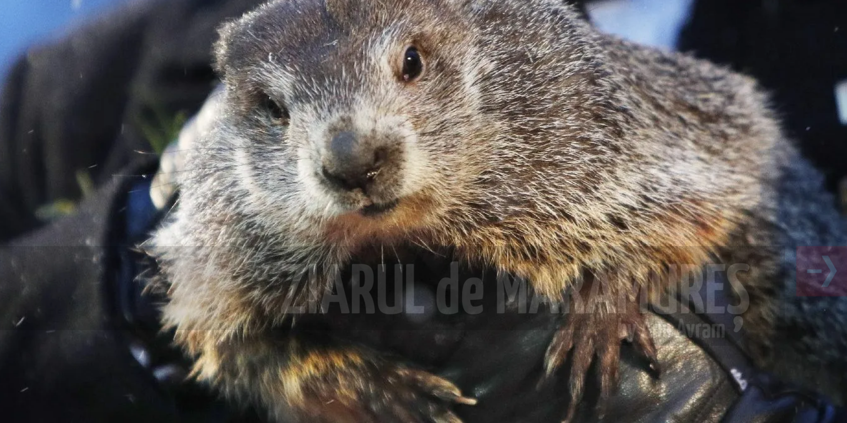 Phil, cea mai vestită marmotă-meteorolog, prognozează încă șase săptămâni de iarnă în Statele Unite