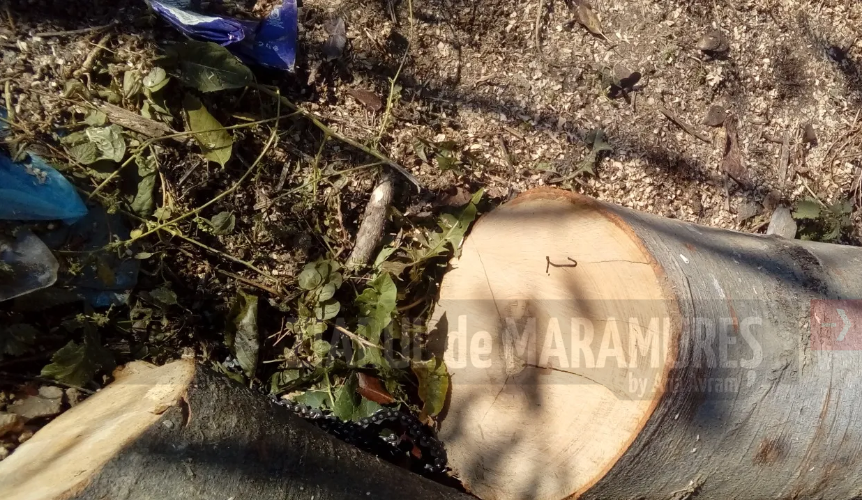 Furt de arbori pe raza localității Tisa. Trei tineri sunt cercetați penal de polițiștii din Sarasău