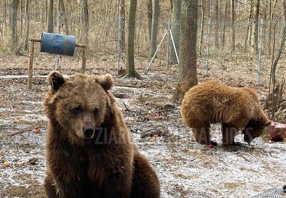 Trei urși salvați dintr-un sanctuar din Ucraina au primit o casă nouă în Germania