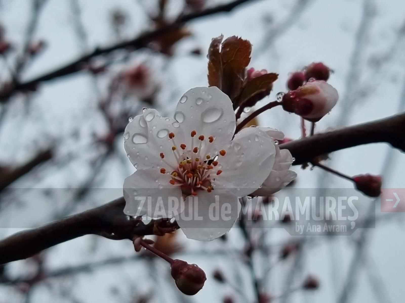 Fotografia zilei-Flori mărgelate cu picături de ploaie