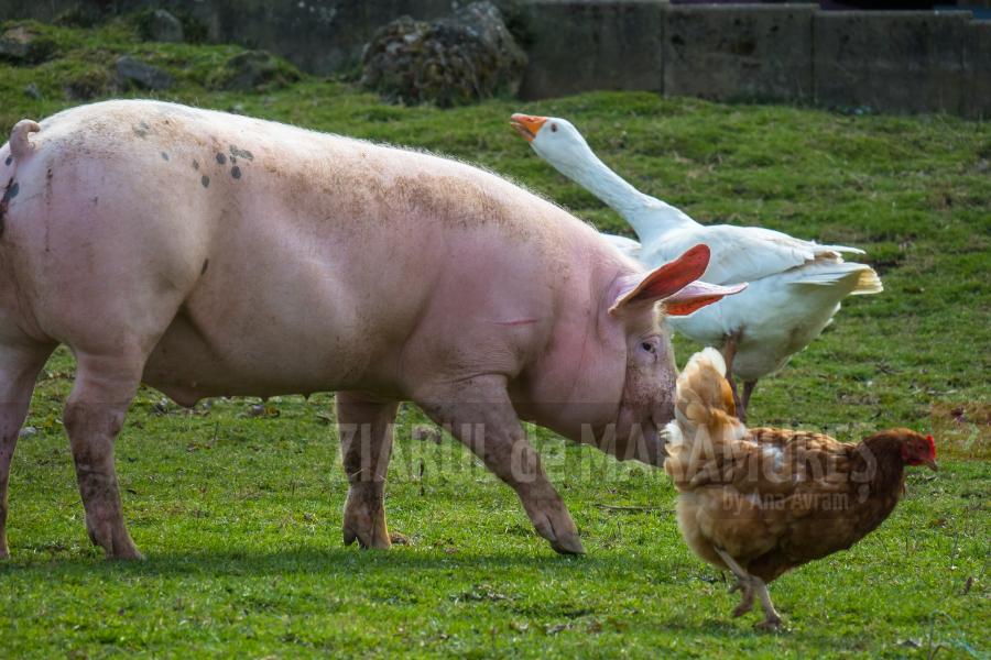 Sprijin financiar de 2,8 milioane lei pentru fermierii de animale