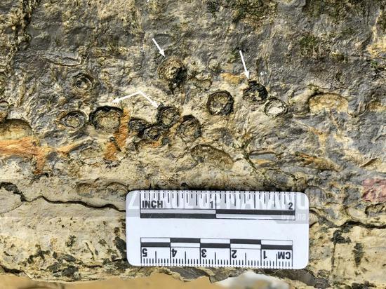 Fosila unei reptile marine, necunoscută anterior, descoperită în sudul Chinei