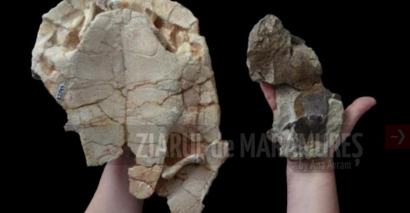 O nouă specie de ţestoasă fosilă, descoperită în Țara Hațegului