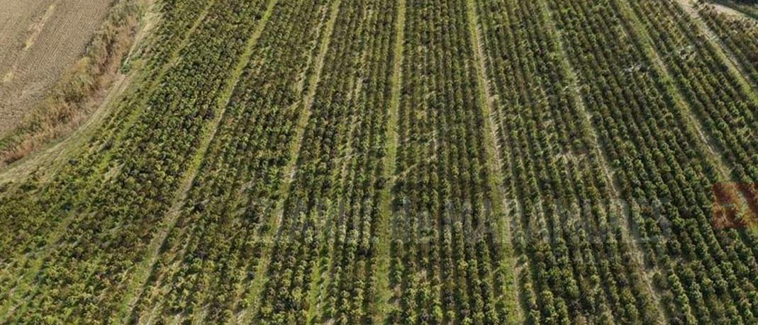 Poliția spaniolă a confirmat că a anihilat cea mai mare plantație de canabis din Europa