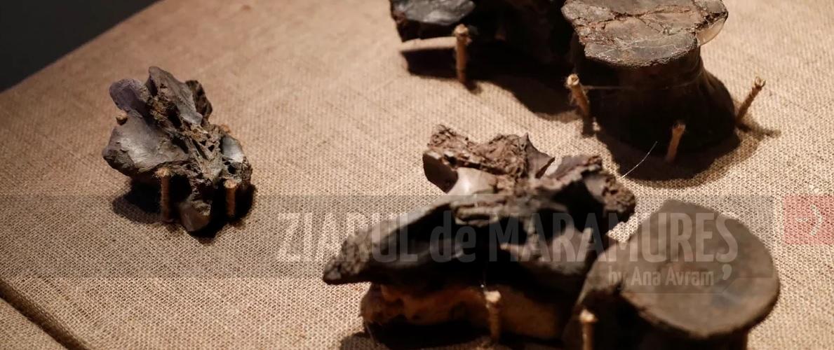Fosilele celui mai mare dinozaur prădător, prezentate public în Argentina