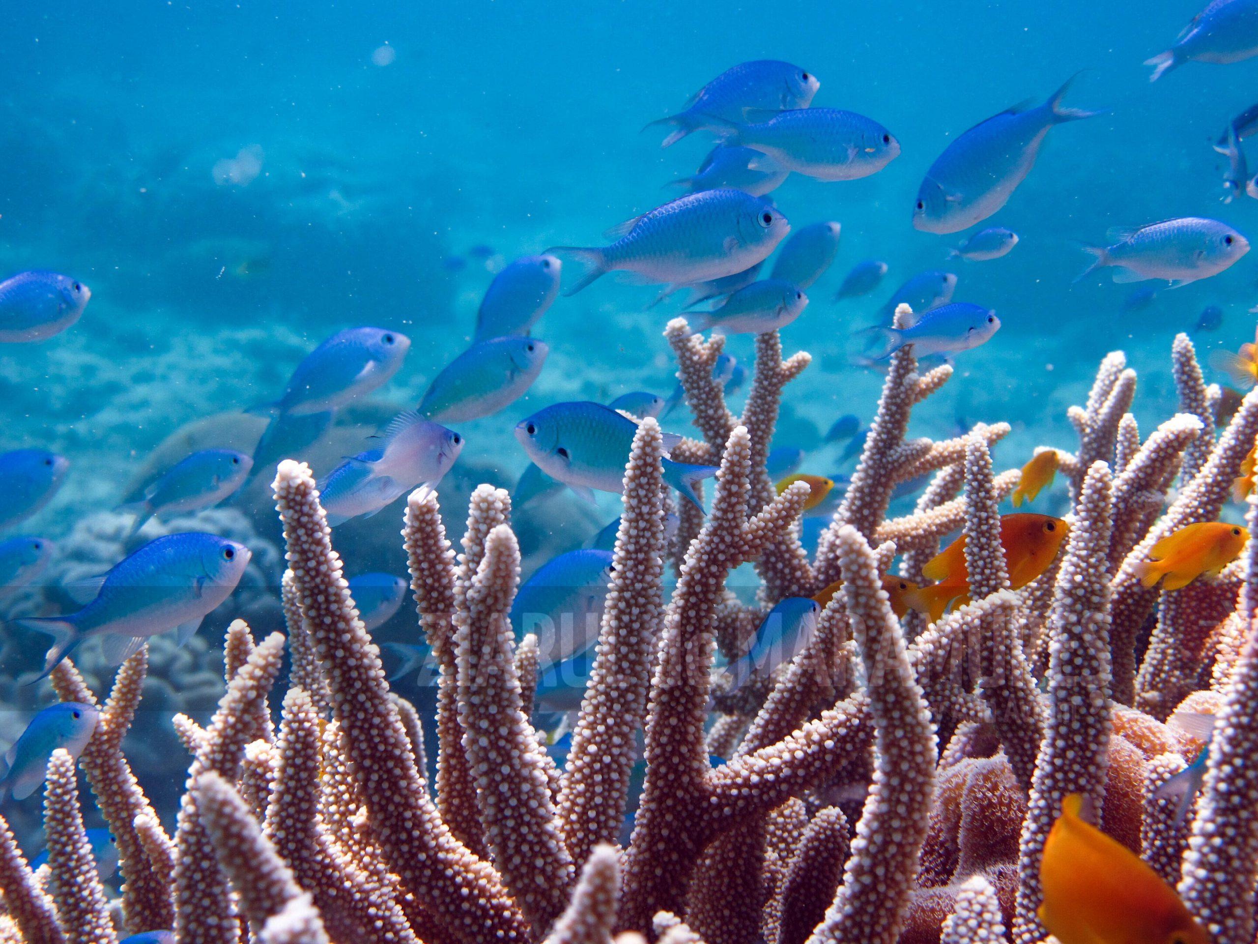 91% din Marea Barieră de Corali din Australia a suferit un episod de „albire”