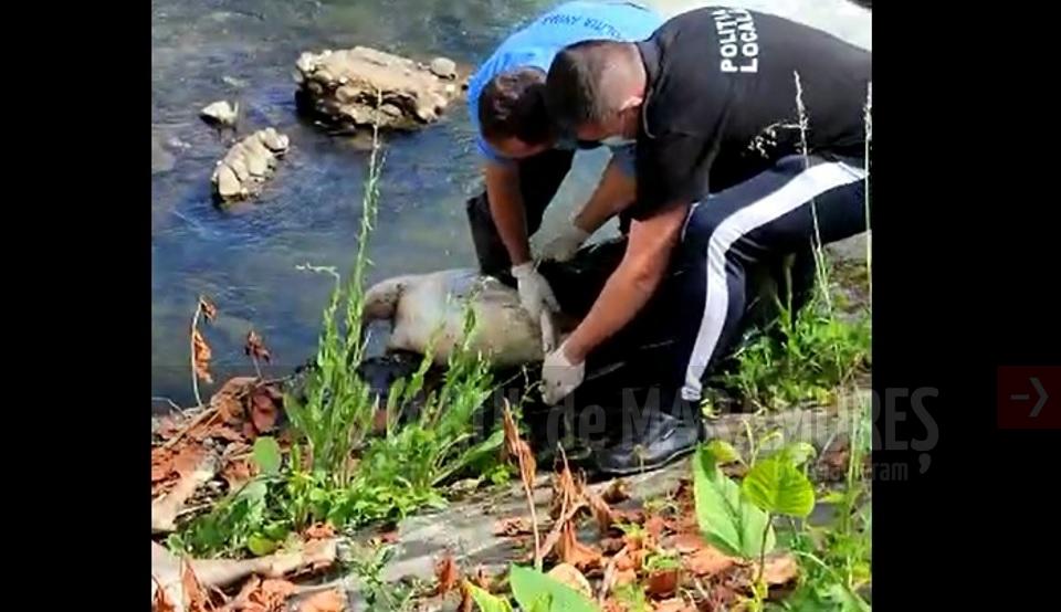 VIDEO&FOTO: Trei cadavre scoase din râul Săsar de polițiștii locali. Este vorba despre un miel și doi câni de rasă