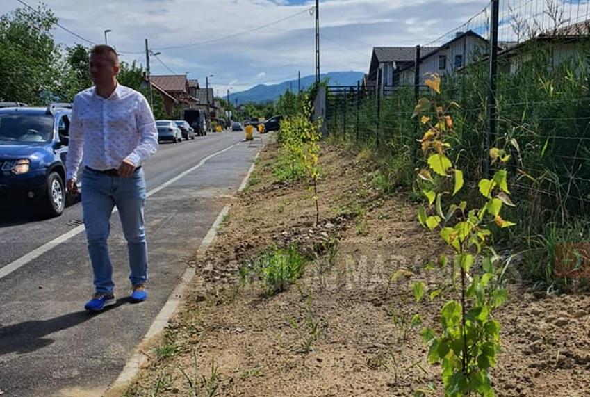 250 de mesteceni plantați de administrația publică locală din orașul Baia Sprie