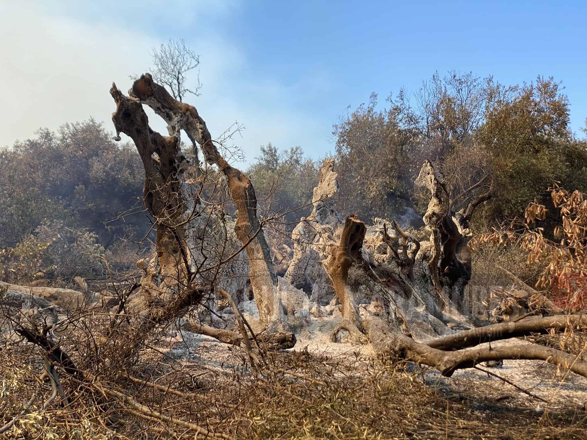 Un incendiu de vegetaţie ameninţă una din cele mai mari plantaţii de măslini din centrul Greciei