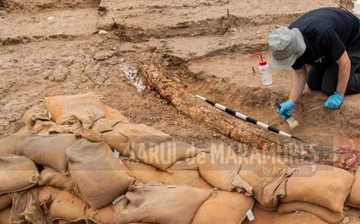 Un colţ fosilizat aparţinând unei specii dispărute de elefant gigantic, descoperit în Israel
